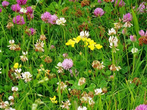 Red Clover Vs White Clover The Similarities And The Differences