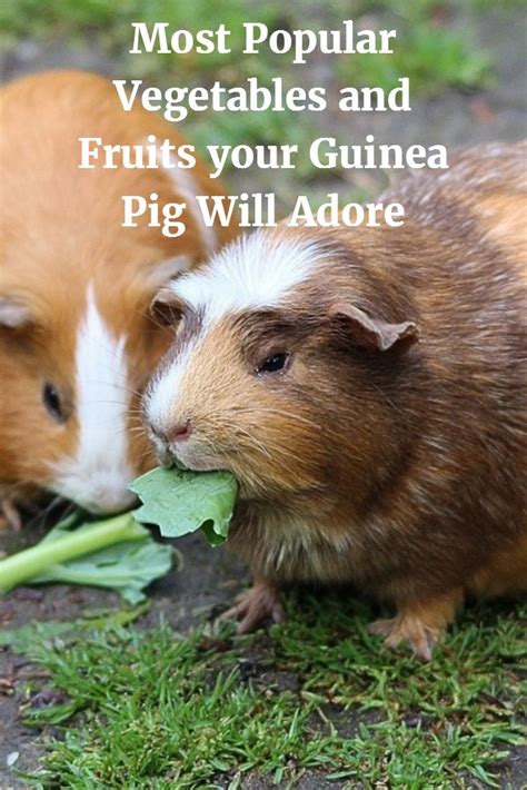 Pet Guinea Pigs For Sale Near Me Two Guinea Pigs For Sale Oxford