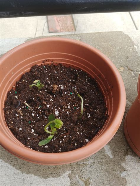 5 causes of wilting in zucchini plants. comments by RosneftTrump2020