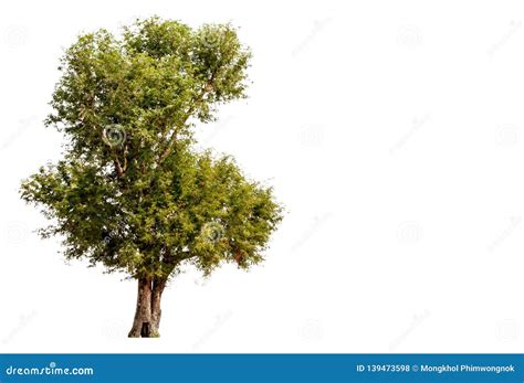 Isolated Trees On White Background The Collection Of Trees Stock
