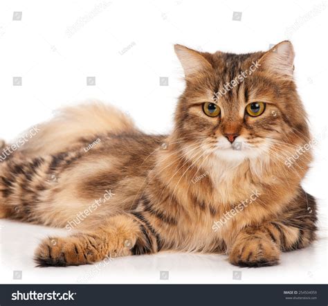 Serious Siberian Beautiful Adult Cat Over White Background Stock Photo