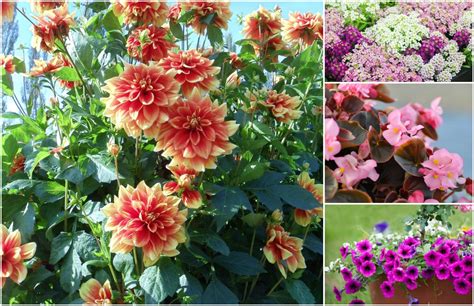 The Most Beautiful Annuals That Will Keep Your Garden Blooming During ...