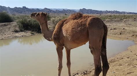 When i saw this on the menu in a beijing restaurant, i had to try it. How Much Water Can a Camel Drink? | Animals | Camels Of ...
