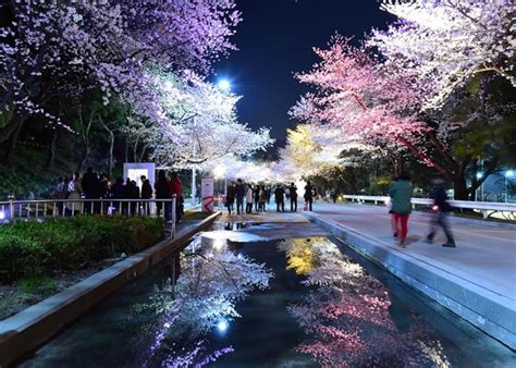 Park Seoul Cherry Blossom Night Festival