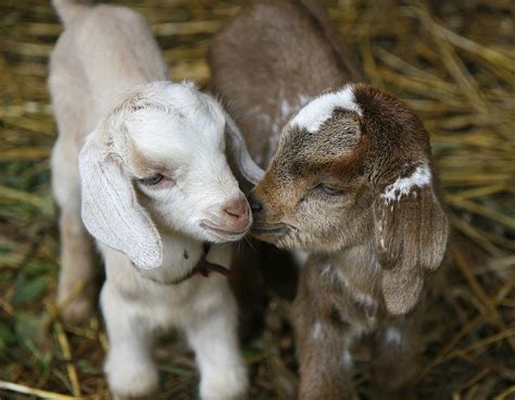 Want To See Some Baby Goats In Bangor