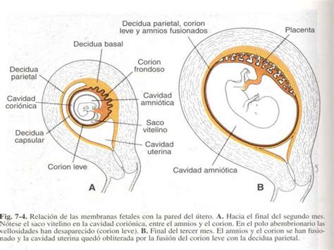Embriologia Humana Estructura De La Placenta