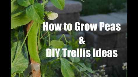 How To Plant And Grow Peas And Easy Diy Trellis Ideas Doovi