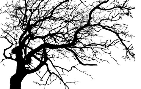 Twig Clip Art Portable Network Graphics Tree Transparency Dark Png