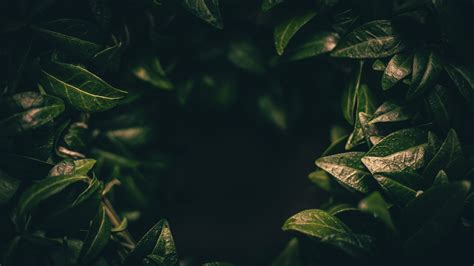 Leaves Dark Plant Green Blur Closeup 4k
