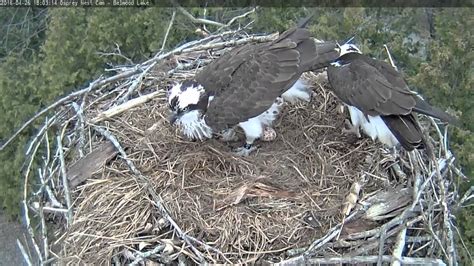 First Egg Laying Belwood Lake Osprey 04 26 16 1802 Youtube