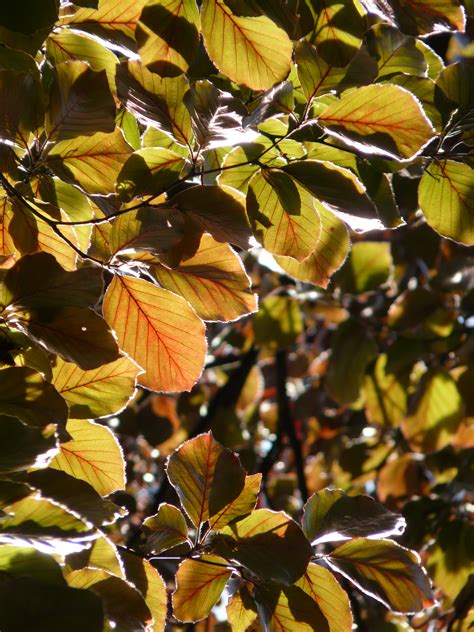 Beech Leaves The Land Trust