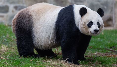Cámara En Línea Para Ver El Oso Panda Recién Nacido