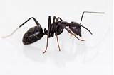 Carpenter Ants Vs Fire Ants