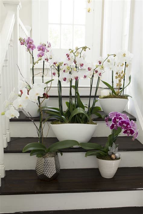 Welcome To The Orchid Corner — Your Orchid Questions