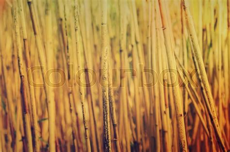 Abstract Background From Dry Brown Reed Stock Image Colourbox