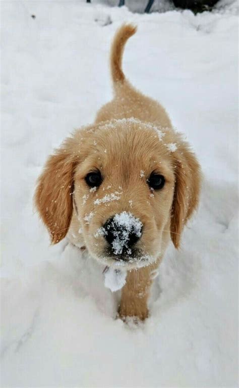 Snow Pup Cute Animals Cute Dogs Cute Baby Animals