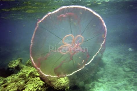 Jellyfish Beware Fred Clark Land And Sea Photography