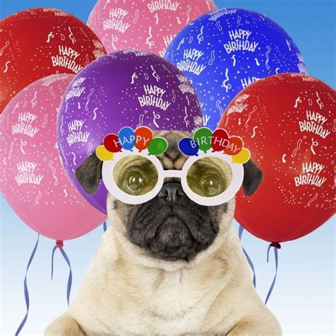 Happy Birthday Images With Pugs💐 — Free Happy Bday Pictures And Photos