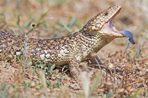 Shingleb 0246 Eastern Shingleback Lizard Bobtail Skink T Flickr