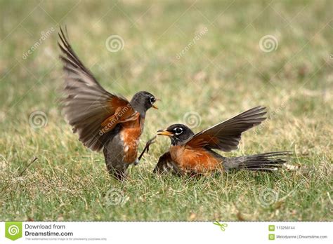 Fighting Robins Stock Photo Image Of Yard Songbirds 113256144