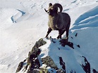 Hunting Kamchatka Snow sheep, all you need to know – BookYourHunt Blog
