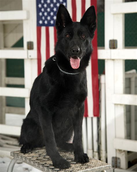 Black German Shepherd Free Image Download