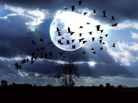Birds Fly At Moonlight Night Mystical Birds Trees Sky Clouds