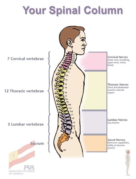 Diagram Of Common Back Bone Break Bones Of The Hand Posterior View