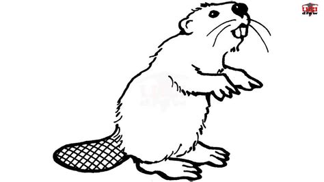 How To Draw A Beaver Step By Step Easy For Kids Simple Beaver Drawing