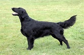 Flat Coated Retriever [Ultimate Guide: Personality, Temperament & More]