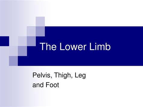 Ppt The Lower Limb Powerpoint Presentation Free Download Id8165211