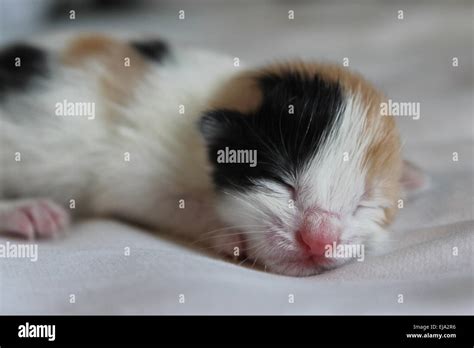 Newborn Calico Kitten Stock Photo Alamy