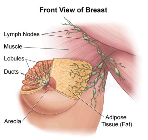 There are many organizations that support breast cancer awareness month and provide assistance within early still, it's important to let your doctor know about any lumps or changes in your breast that you find. Medical Pictures Info - Breast Cyst