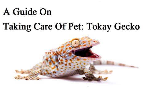 A Guide On Taking Care Of Pet Tokay Gecko The Barnyard Supply Co
