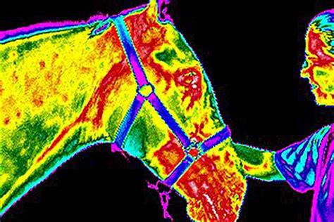 How To Train In Equine Thermography