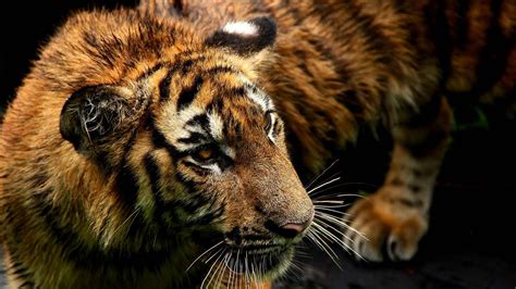 Endangered Tiger Dna Sent Into Space As Backup Cgtn