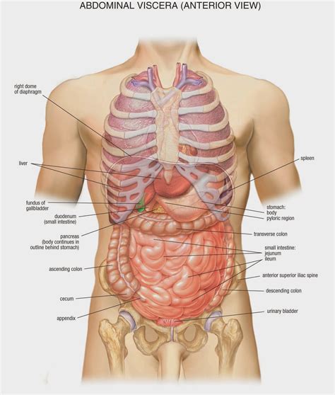 These general areas contain bones, muscles, nerves, blood vessels, organs, . digestive system illustration netter - Google Search | 人体