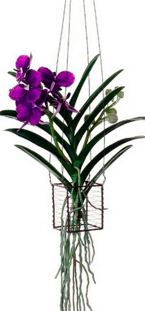 I love how easy this project is! 35 Exciting DIY Hanging Orchids Ideas | Hanging orchid, Vanda orchids