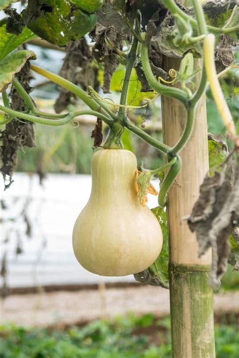 12 How To Grow Butternut Squash Pictures Certifiedchiq