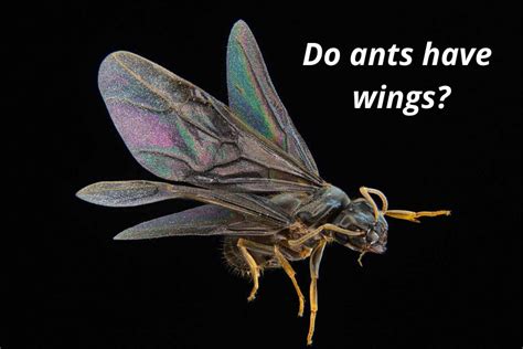 Do Ants Have Wings Why Some Ants Can Fly And Others Cant