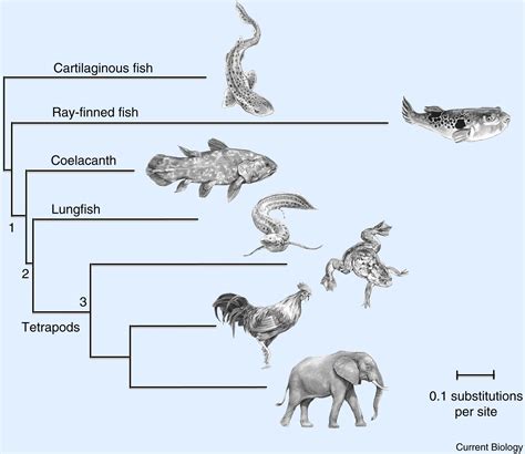 Coelacanths Current Biology