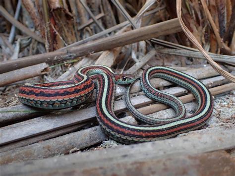 The Wonders Of The Endangered San Francisco Garter Snake 2023