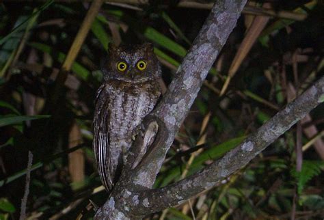 Luzon Scops Owl Ebird