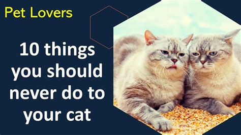 10 Things You Should Never Do To Your Cat Youtube