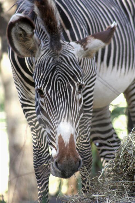 Smithsonian National Zoo Zebra Tues 8 Nov 2011 3 Flickr