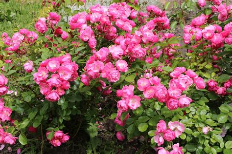 Rosenpflege Im Frühjahr 5 Tipps Für Die Neue Saison