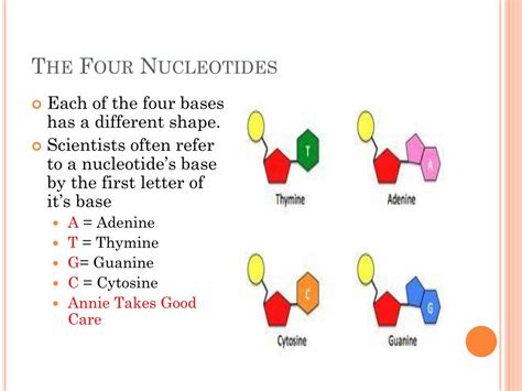 PPT - What does DNA look like? PowerPoint Presentation ...