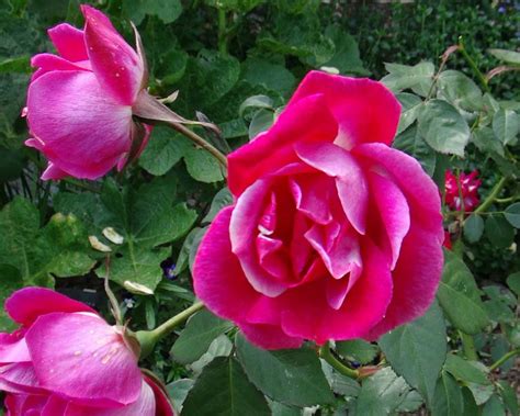 Rosa Chinensis Old Garden Hybrid Gardensonline