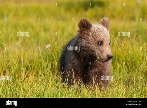 A Grizzly Bear Cub Ursus Arctos Horribilis In A Meadow Alaska