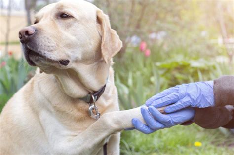 Dermatite Interdigitale Nel Cane Cause Sintomi E Cura